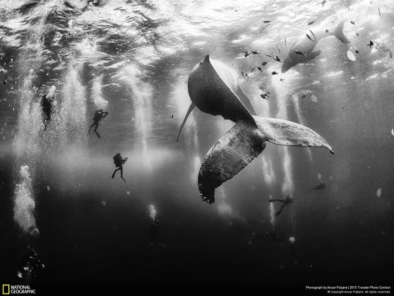 «Whale Whisperers», Мексіка. Фота: Anuar Patjane