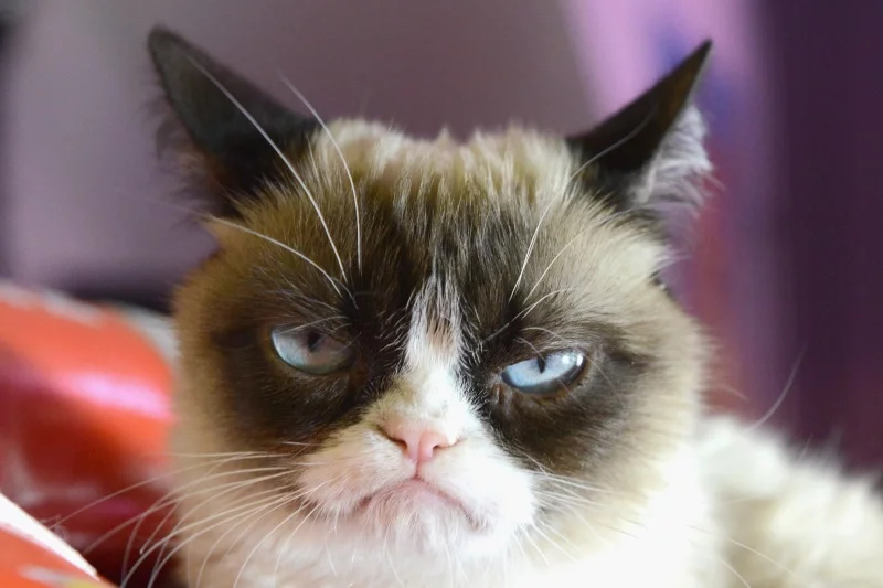 Grumpy Cat вовсе не беспокоится, когда хозяева покидают его. Фото: animalsadda.com