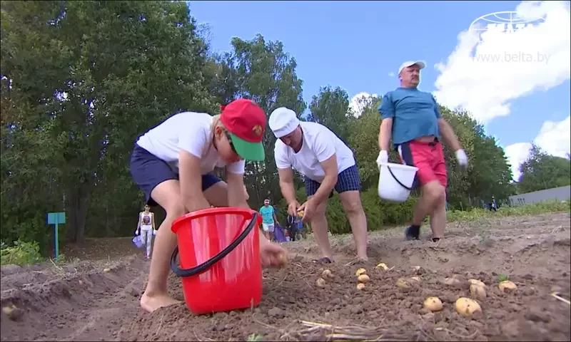 Николай Корбут (в синей майке) собирает картофель с Александром и Николаем Лукашенко.
