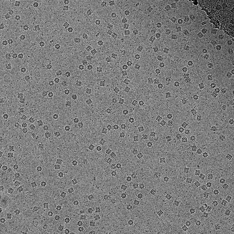 Криоэлектронное изображение белков, увеличенное в 50 тыс. раз