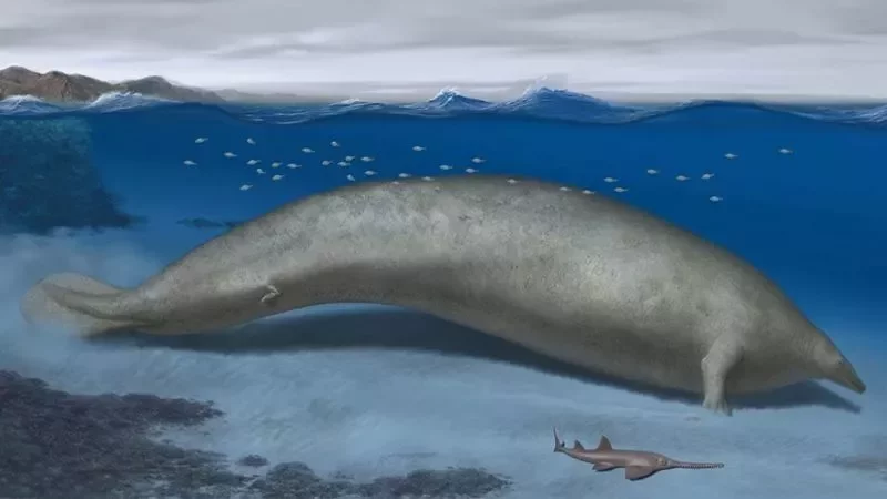 Живший около 40 млн лет назад кит с его плотными, тяжелыми костями, скорее всего, обитал на мелководье. Фото: Alberto Gennari