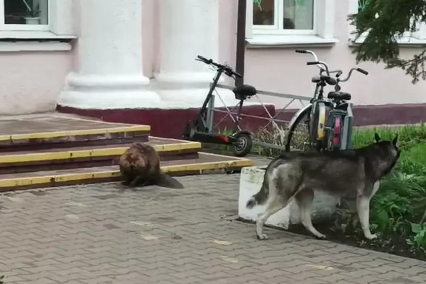 Бабёр на парозе школы ў Лунінцы