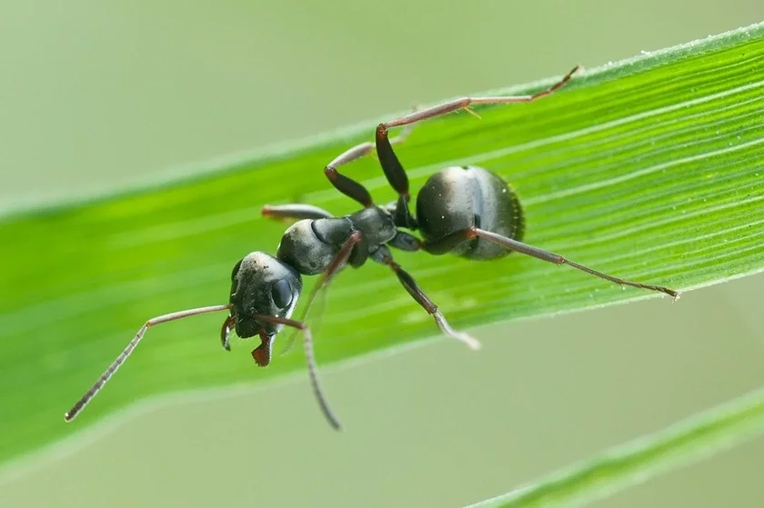 Formica fusca Zvyčajnaja lasnaja ciomna-buraja muraška