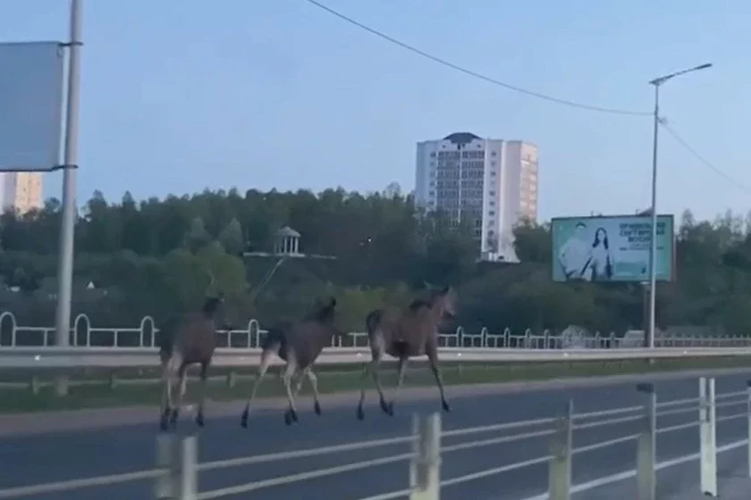 Лоси в Могилеве. Скриншот видео из социальных сетей