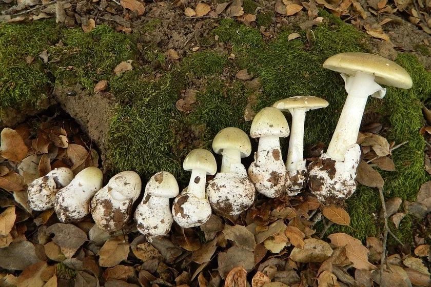 Бледная паганка (Amanita phalloides)