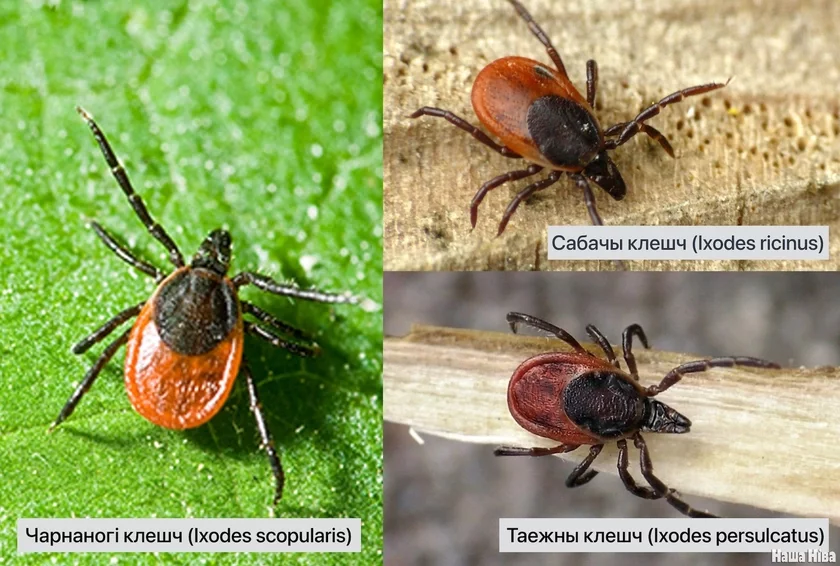 Ixodes scopularis Ixodes persulcatus Ixodes ricinus