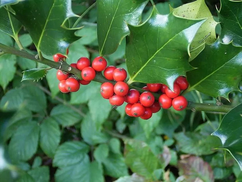 Ilex aquifolium Padub (vastralist) Podub (ostrolist)