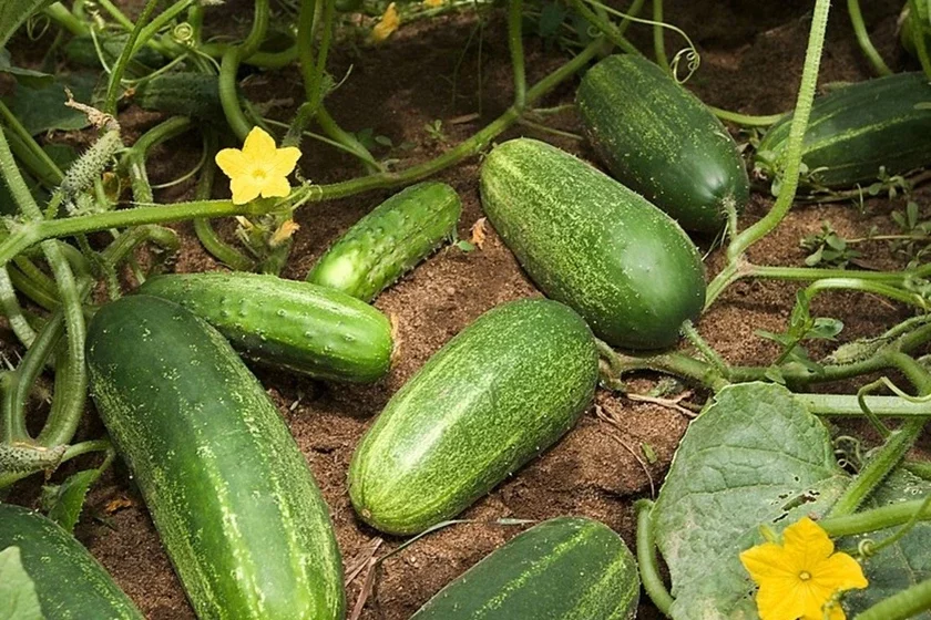 Агуркі Огурцы cucumbers