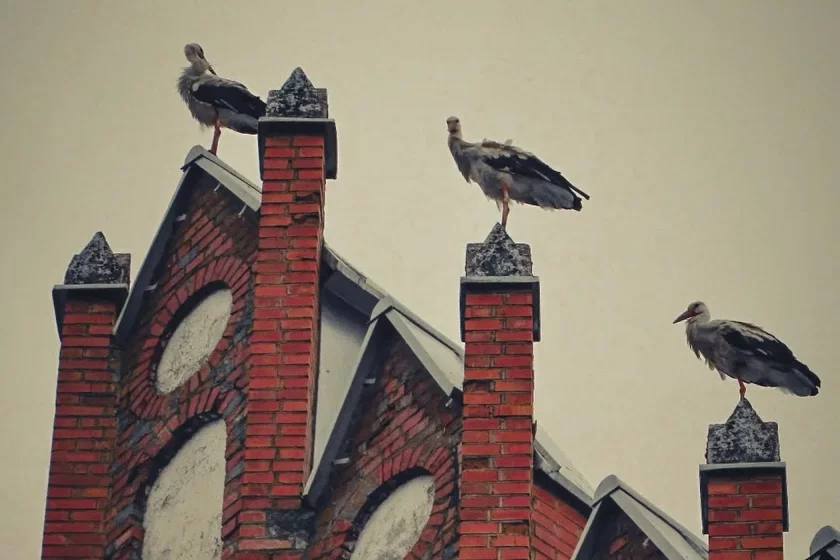 В Беларуси осталось менее 500 римско-католических приходов