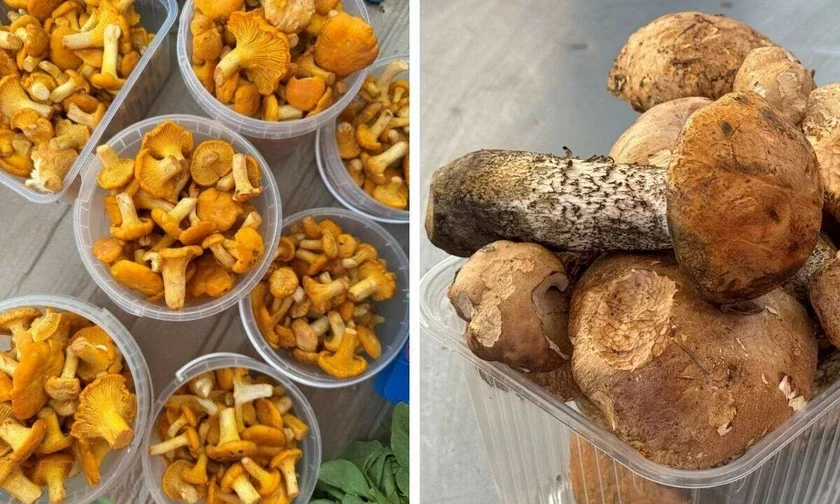 Как правильно выбирать грибы и какие сейчас на них цены?