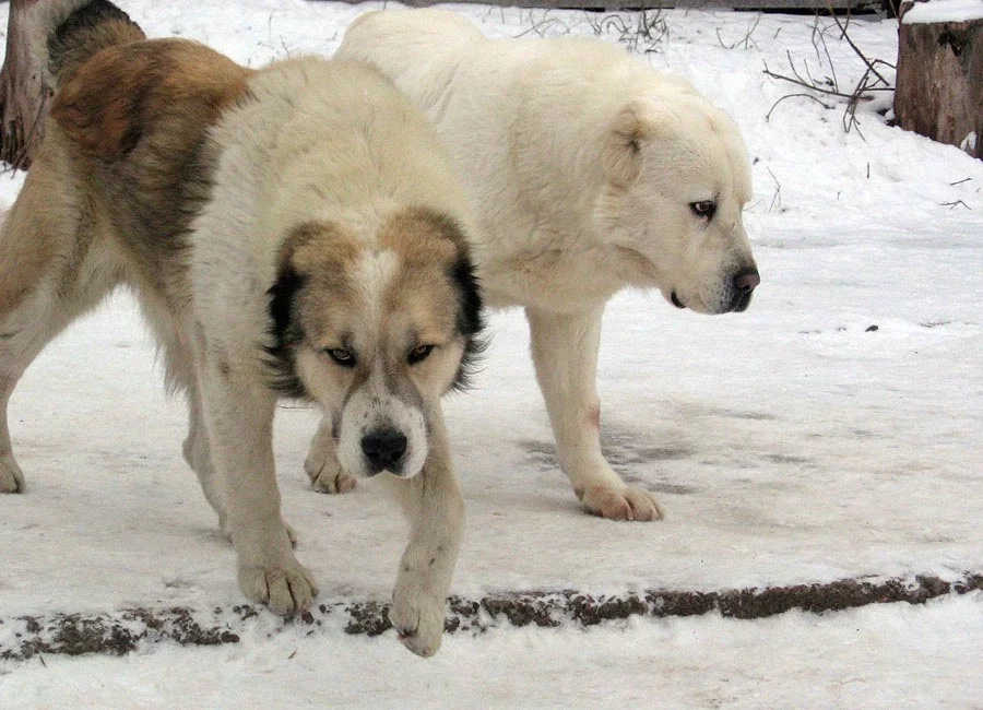 Ілюстрацыйны здымак. Фота: wikipedia.org