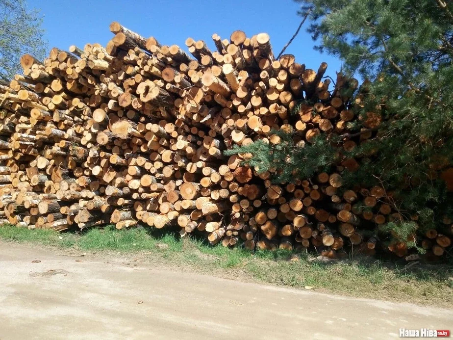Draŭnina drieviesina wood