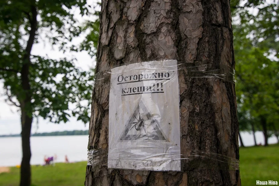 Асцярожна, кляшчы! Плакат з папярэджаннем на дрэве на Мінскім моры. Фота: Наша Ніва