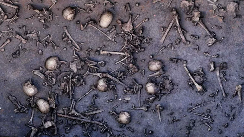 Останки людей на месте древней битвы лежат очень плотно: на площади 12 квадратных метров обнаружено 1478 костей, в том числе 20 черепов.