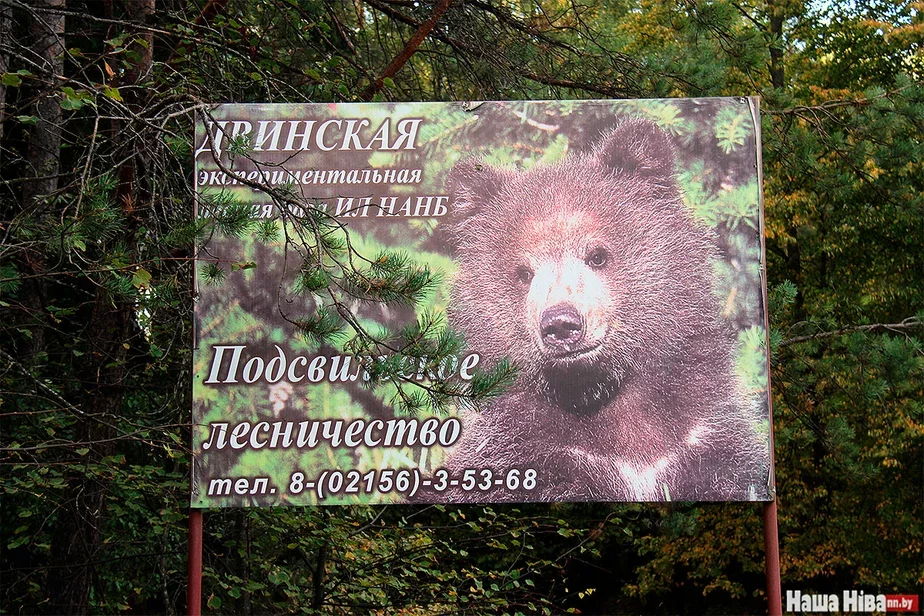 Баннер Подсвильского лесничества в Черном Ручье.