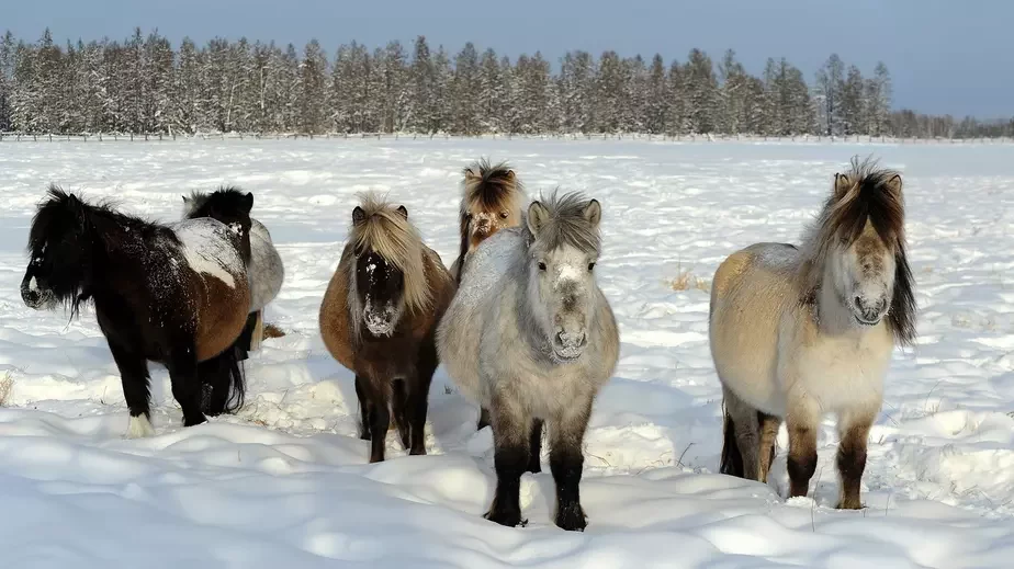 Якутская лошадь — наиболее морозостойкая порода лошади. Фото: Wikipedia.