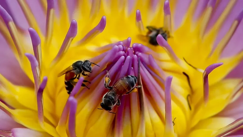 Настоящие пчелы
