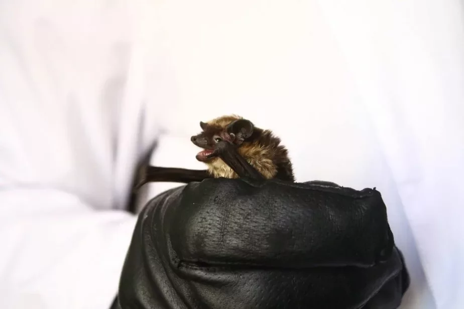 Самка двухколернага кажана.