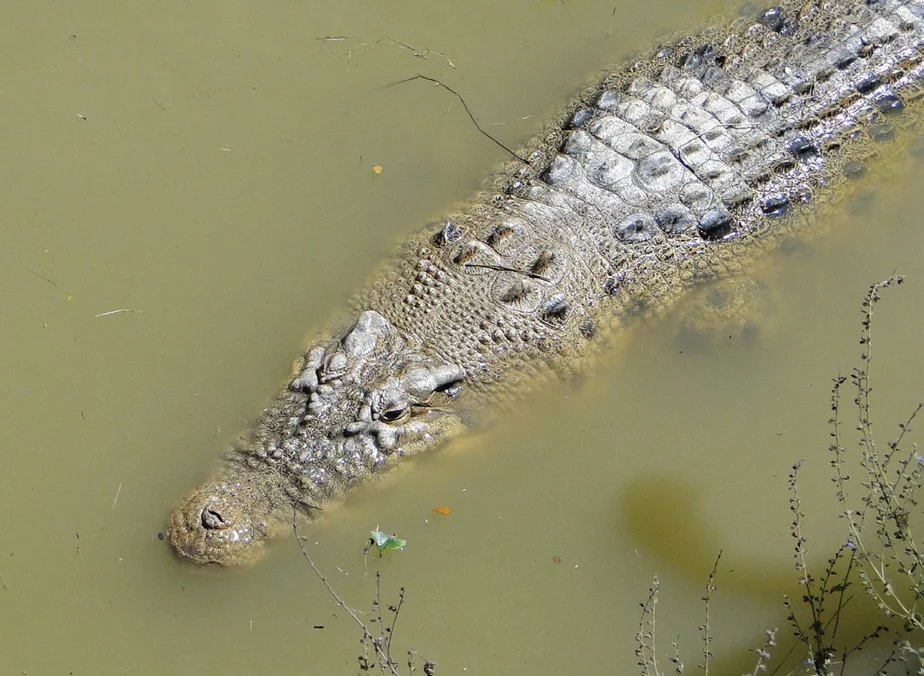 На группе индонезийских островов обитает несколько видов крокодилов, которые регулярно нападают на людей. Фото: wikipedia.org, место съемки — Восточный Тимор.