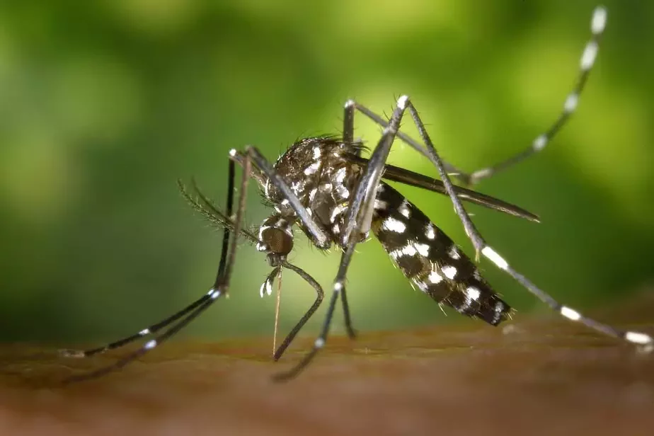 Азиатский тигровый комар. Фото: pxhere.com