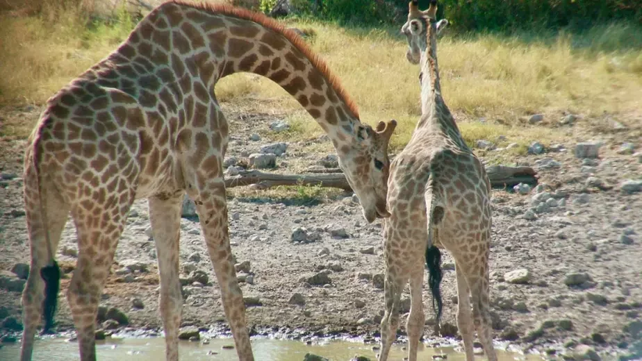 Samiec žyrafy pačynaje vykručvać huby, kali samka pačynaje mačycca / Fota: Lynette Hart, UC Davis