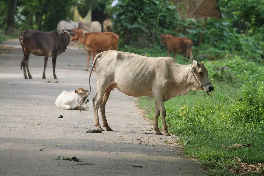 Индийские коровы. Фото: pixabay