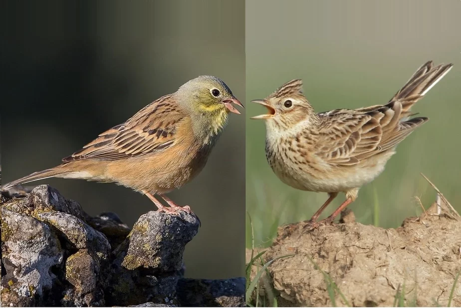 Садовай аўсянкі (Emberiza hortulana) і палявы жаўрук (Alauda arvensis)