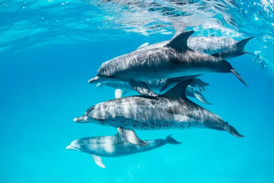 dolphins дэльфіны дельфины