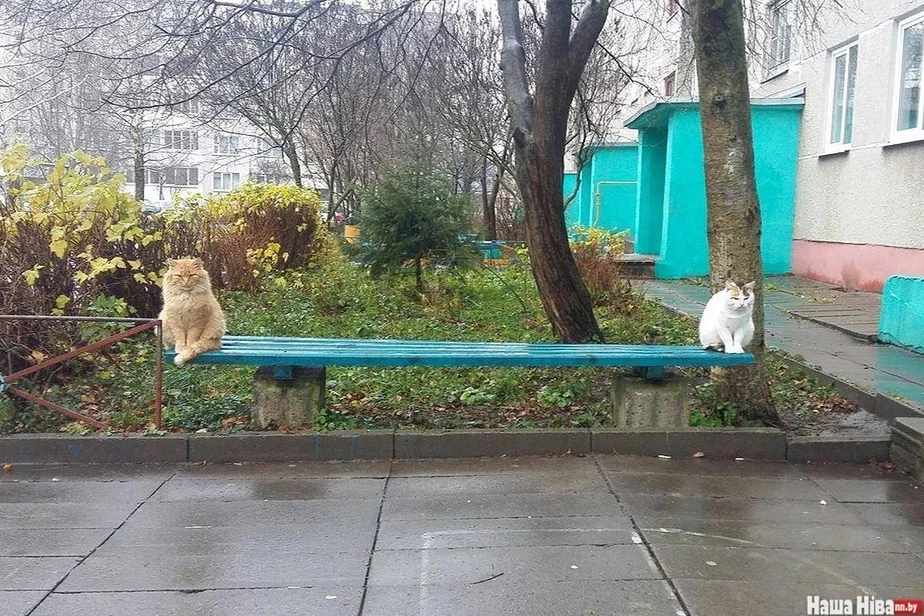 Баланс котов в Минске. Фото: «Наша Ніва»