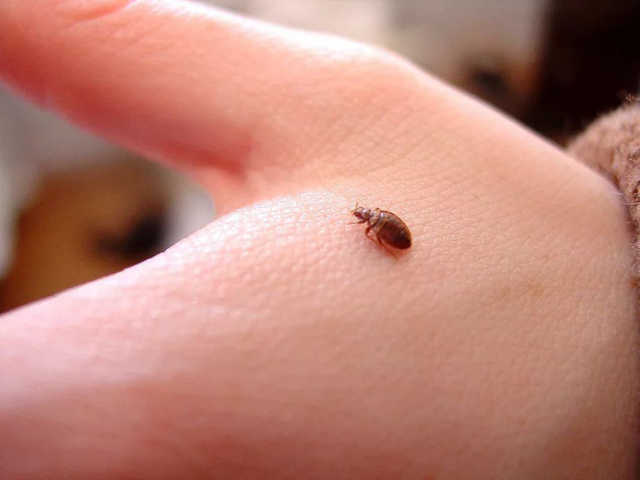Fota: British Pest Control Association / Flickr.com