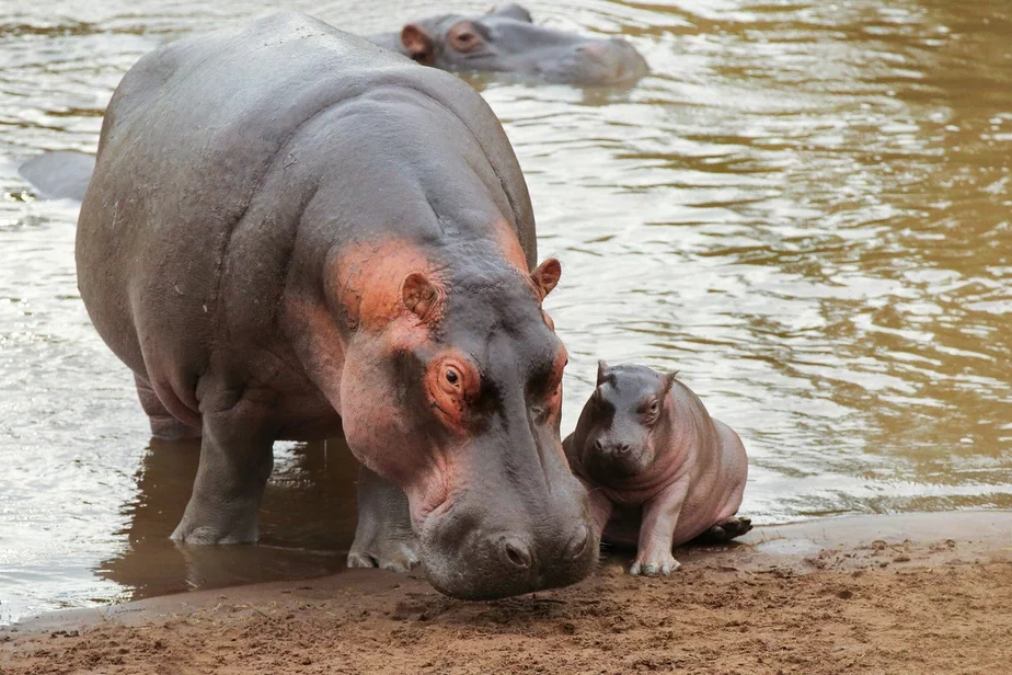 hippopotamus in colombia бегемоты в Калумбии бегемоты ў Калумбіі