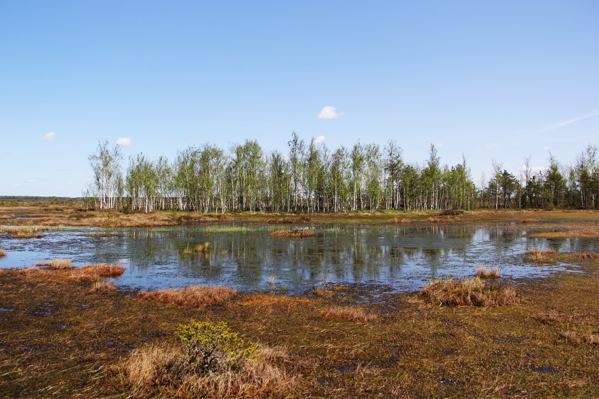 Ахметьевское торфяное болото. Болота в ельне витебской области снимки из космоса. Заказник должинское болото. Филинское верховое болото молжаниновский район. Дорога в болотистой местности.