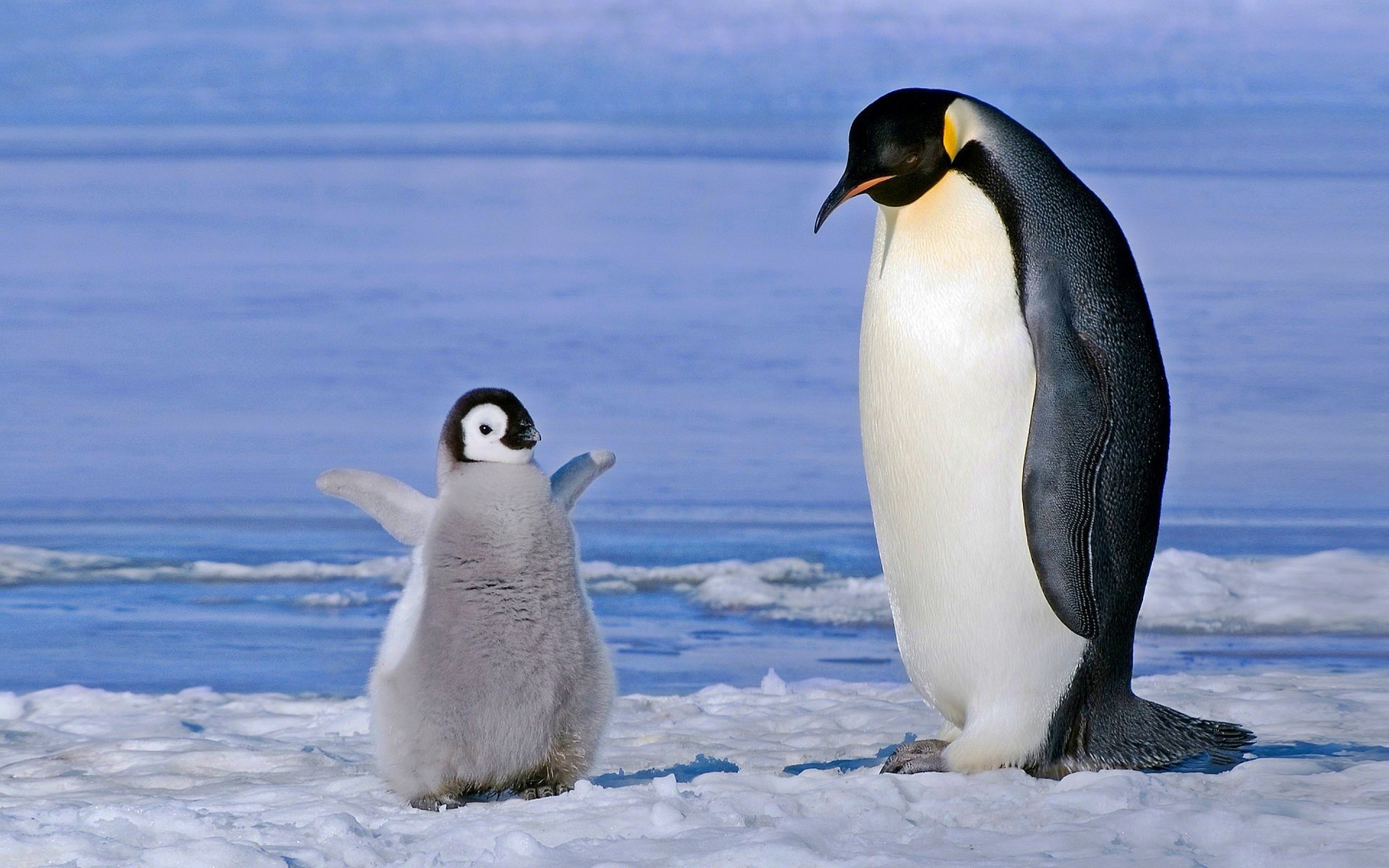 Почему медведи не охотятся на императорских пингвинов. Пингвины в Антарктиде. Императорский Пингвин в Антарктиде. Императорский Пингвин детеныш. Животные Антарктиды Императорский Пингвин.