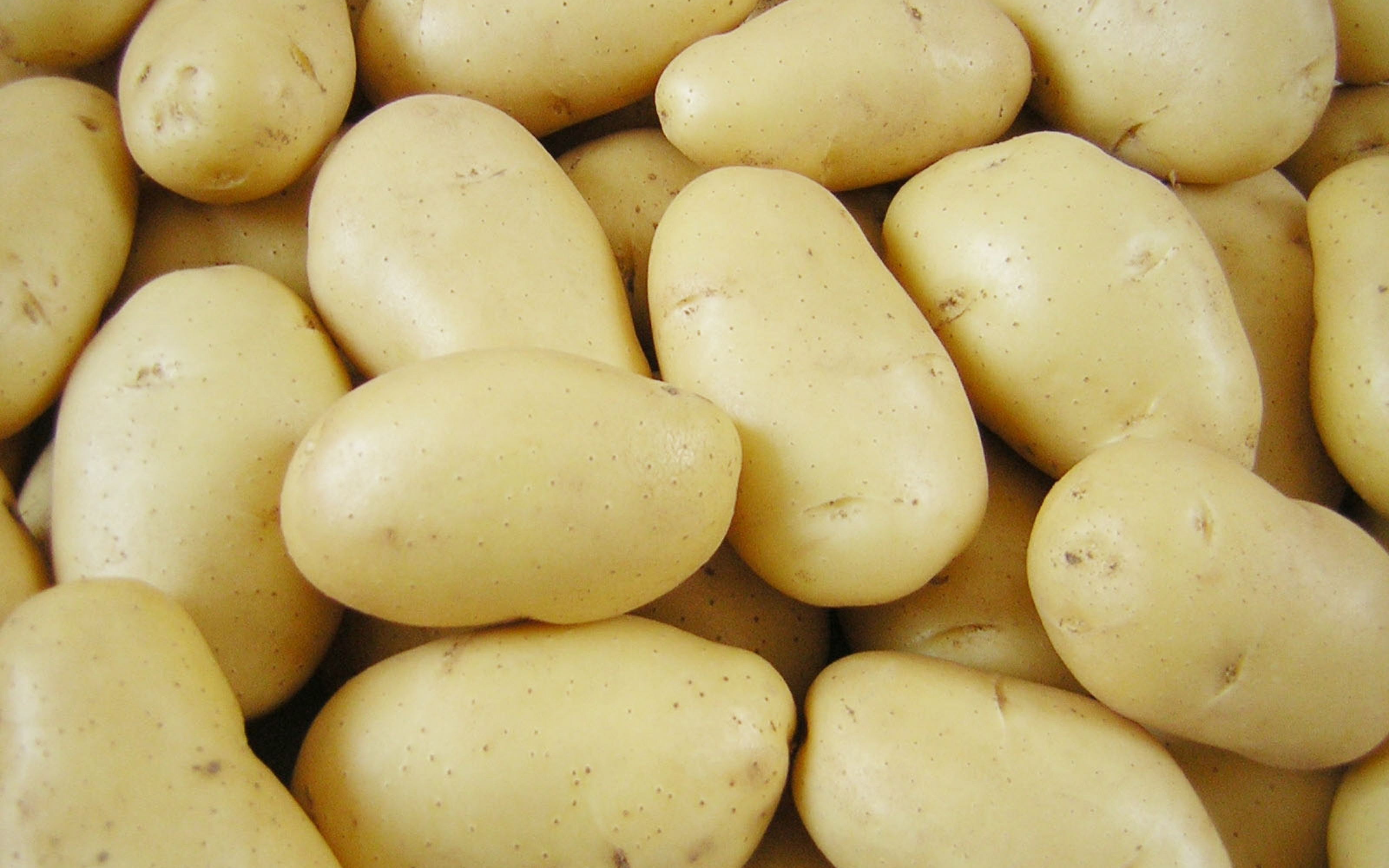 Сорт картошки Импала