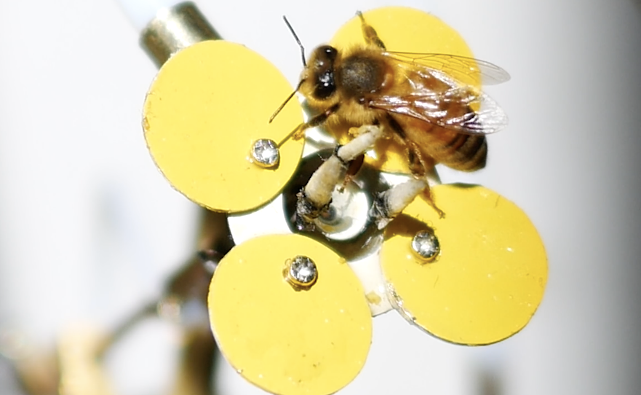 Для привлечения пчел. Пчелы роботы для опыления. Робот "пчела". Австралийские пчелы. Роботы опыляющие растения.