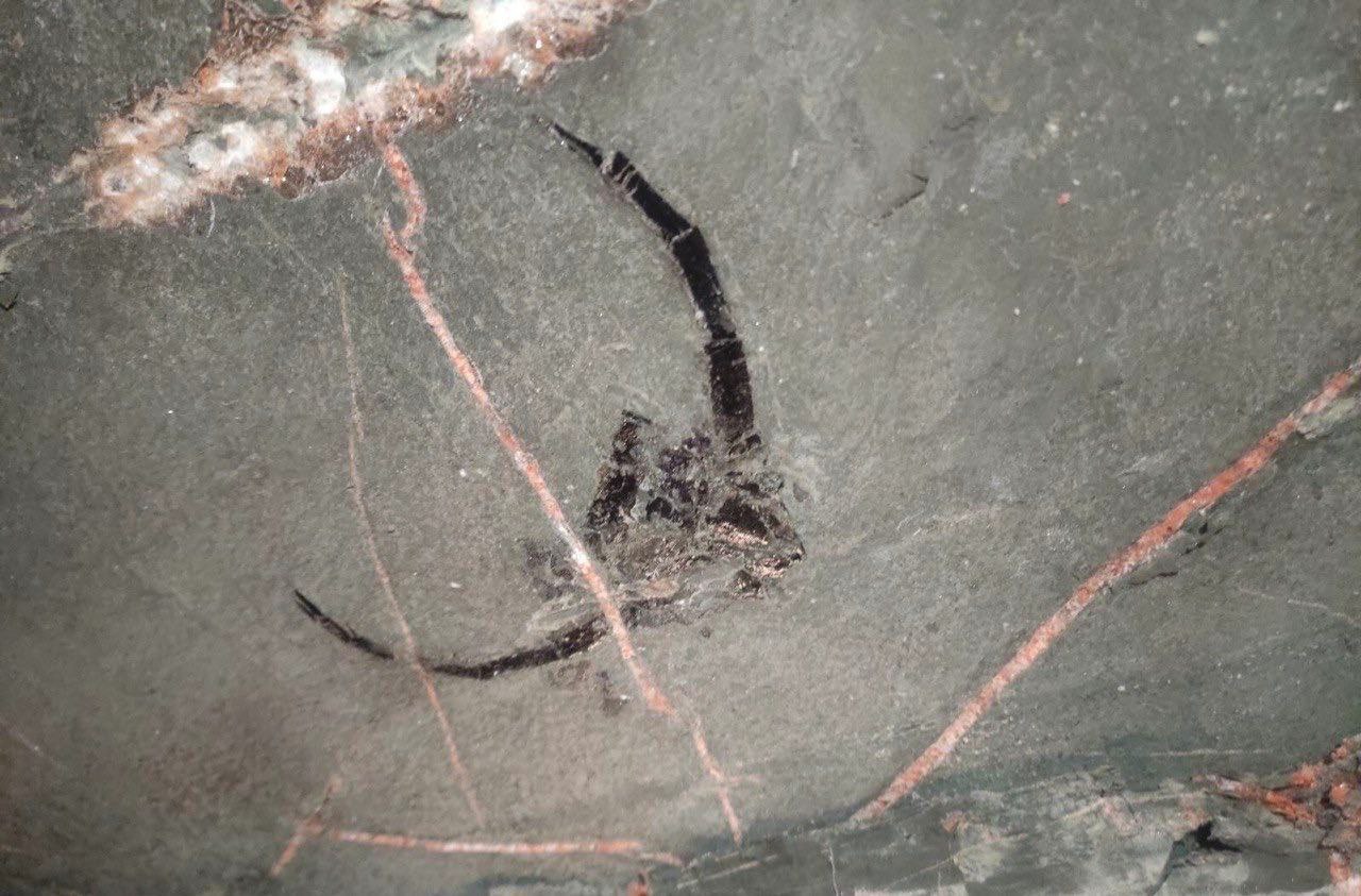 Нашли доисторическую девушку 40 миллионов. Ракоскорпион останки. Ракоскорпион Ордовик. Ракоскорпион окаменелость. Ракоскорпионы фото.