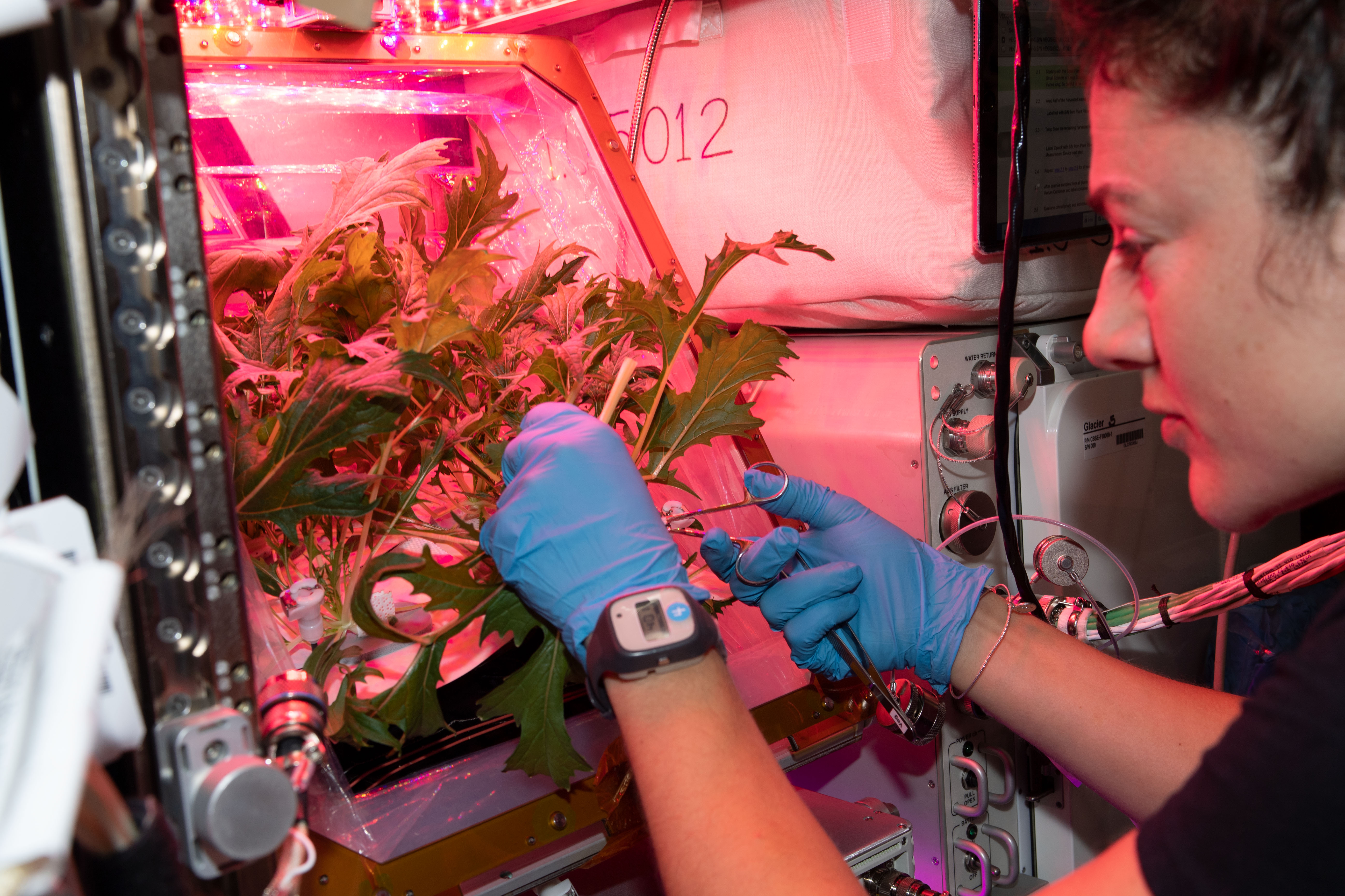 Кому преподнес цветок редиса космонавт. Опыты с растениями на МКС (Международная Космическая станция). Оранжерея на МКС. Растения в космосе. Растения выращенные в космосе.