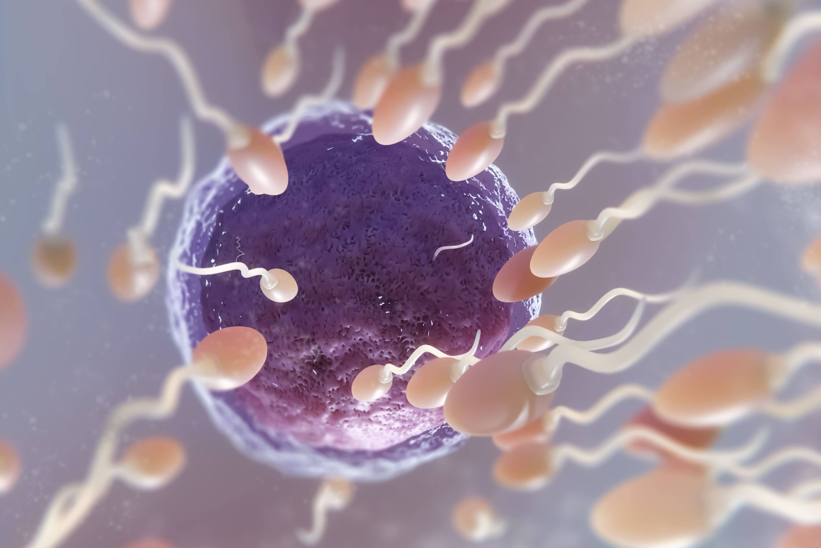как организм создает сперму фото 71