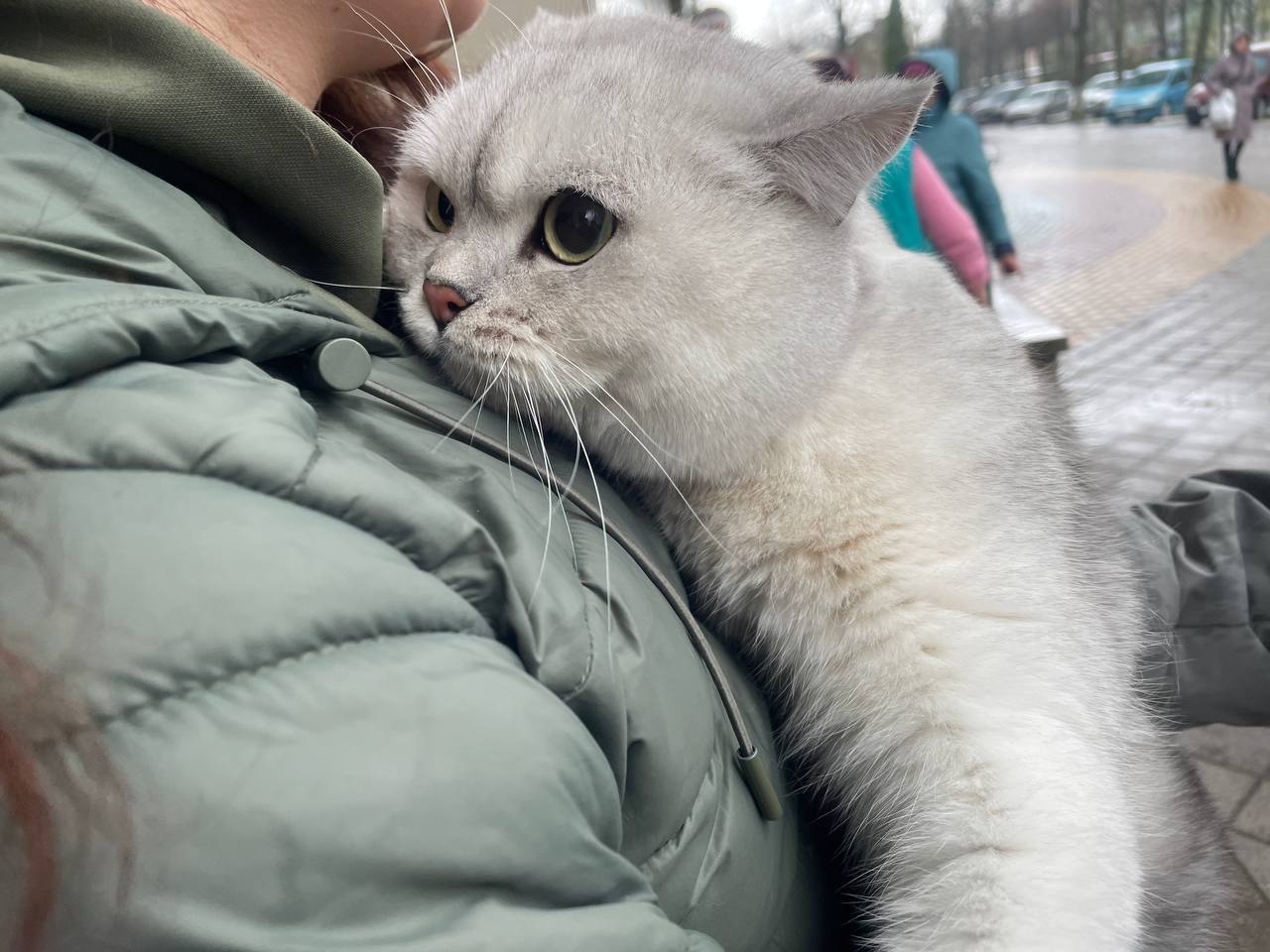 В Солигорске неравнодушные люди спасли напуганного котенка ФОТОФАКТ