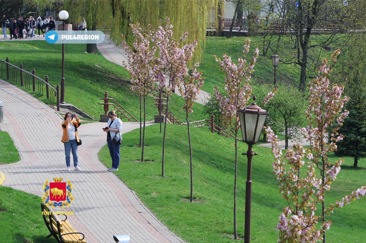 В центре Гродно зацвела сакура ФОТО