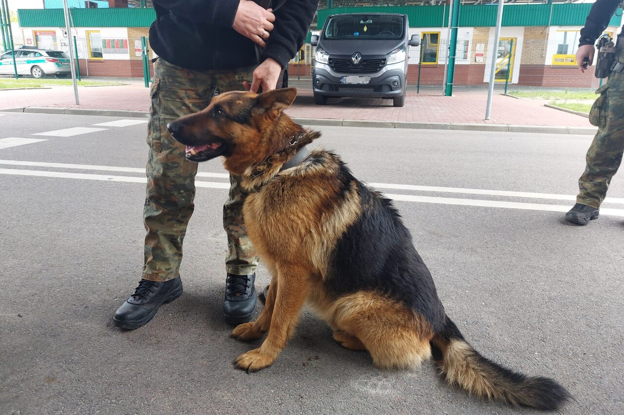 Из Беларуси к польским пограничникам бежала немецкая овчарка