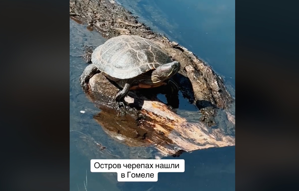 На озере в Гомеле нашли остров черепах