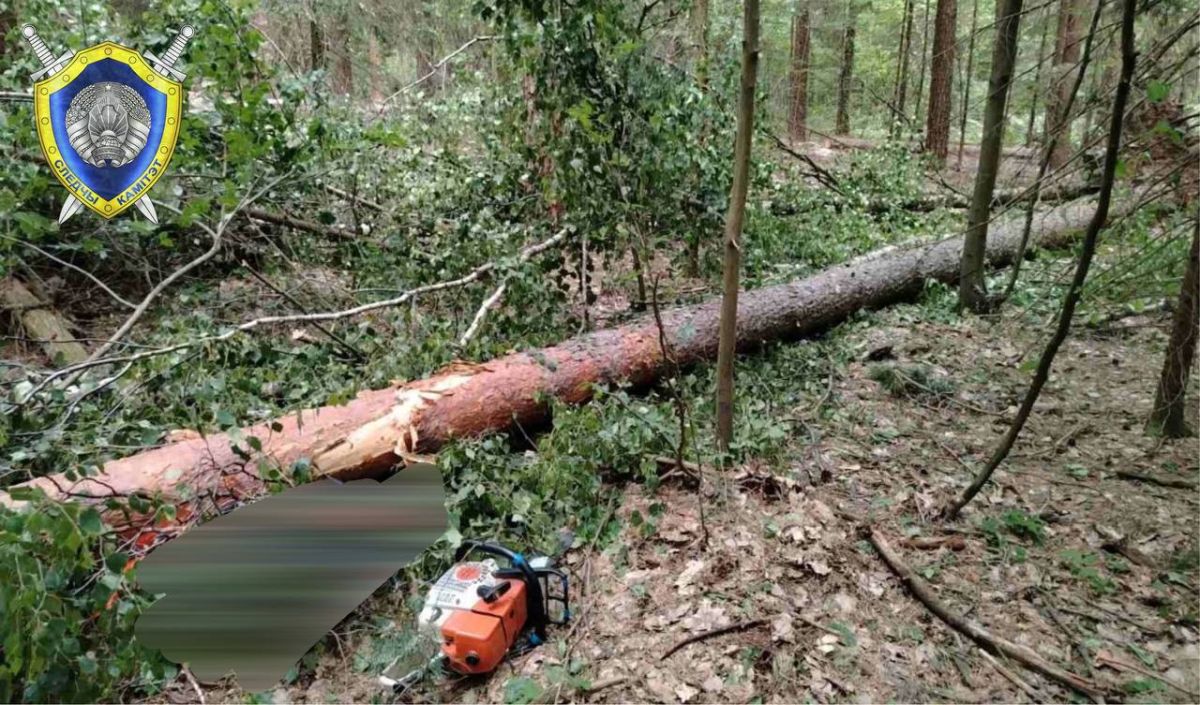 В Свислочском районе дерево убило лесоруба