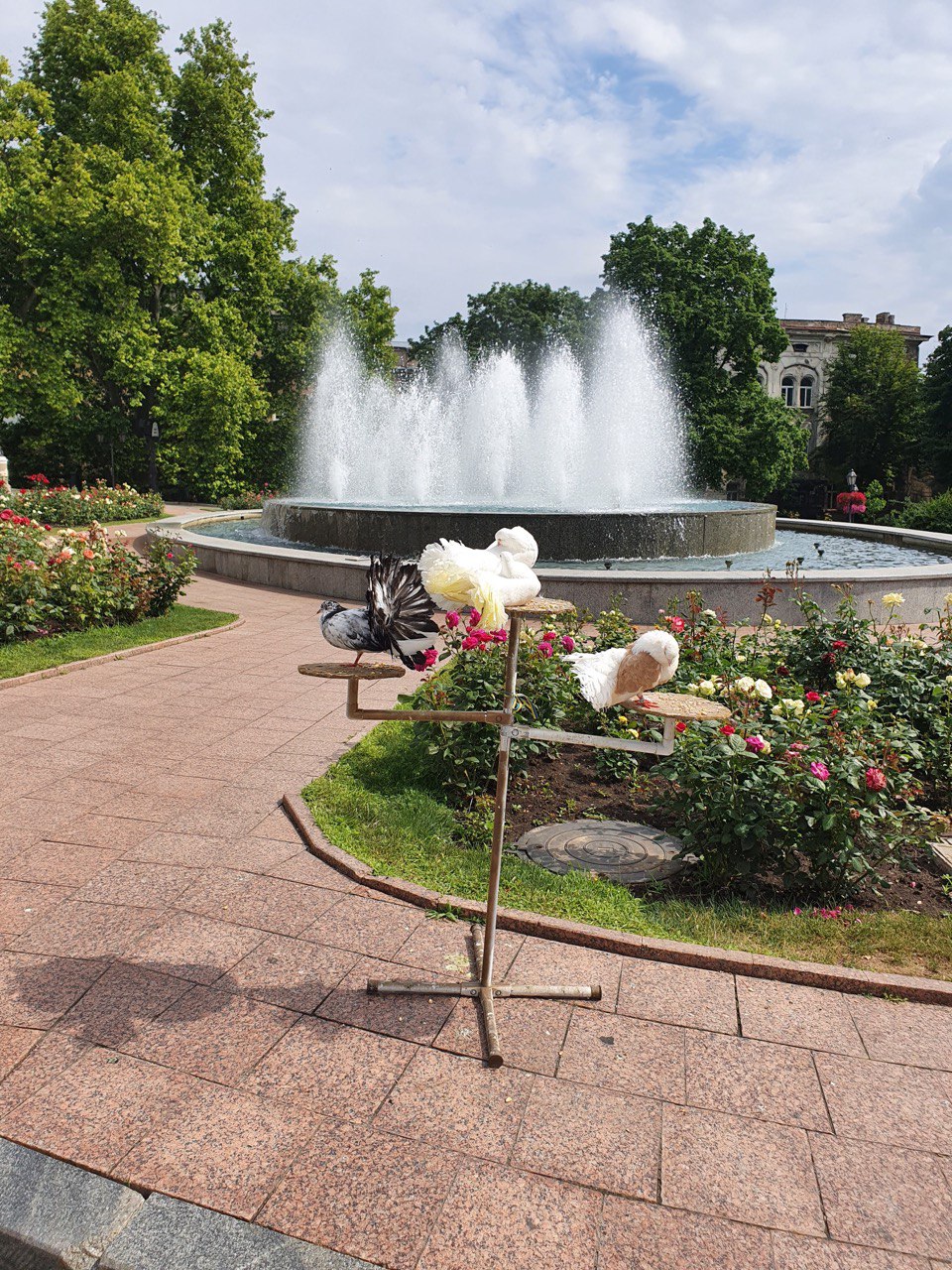 Фонтан в Одессе, голуби.